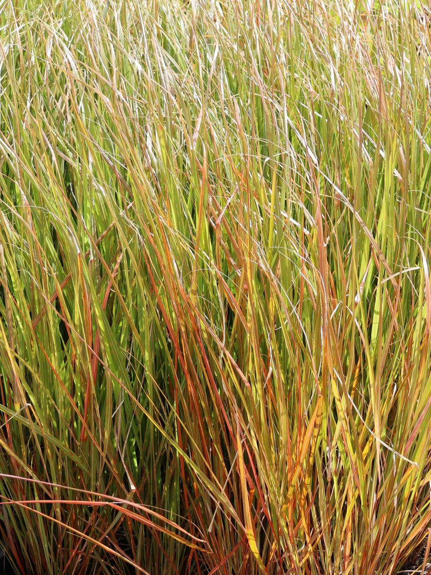 Fasanenschwanzgras 'Sirocco' - Anemanthele lessoniana 'Sirocco'