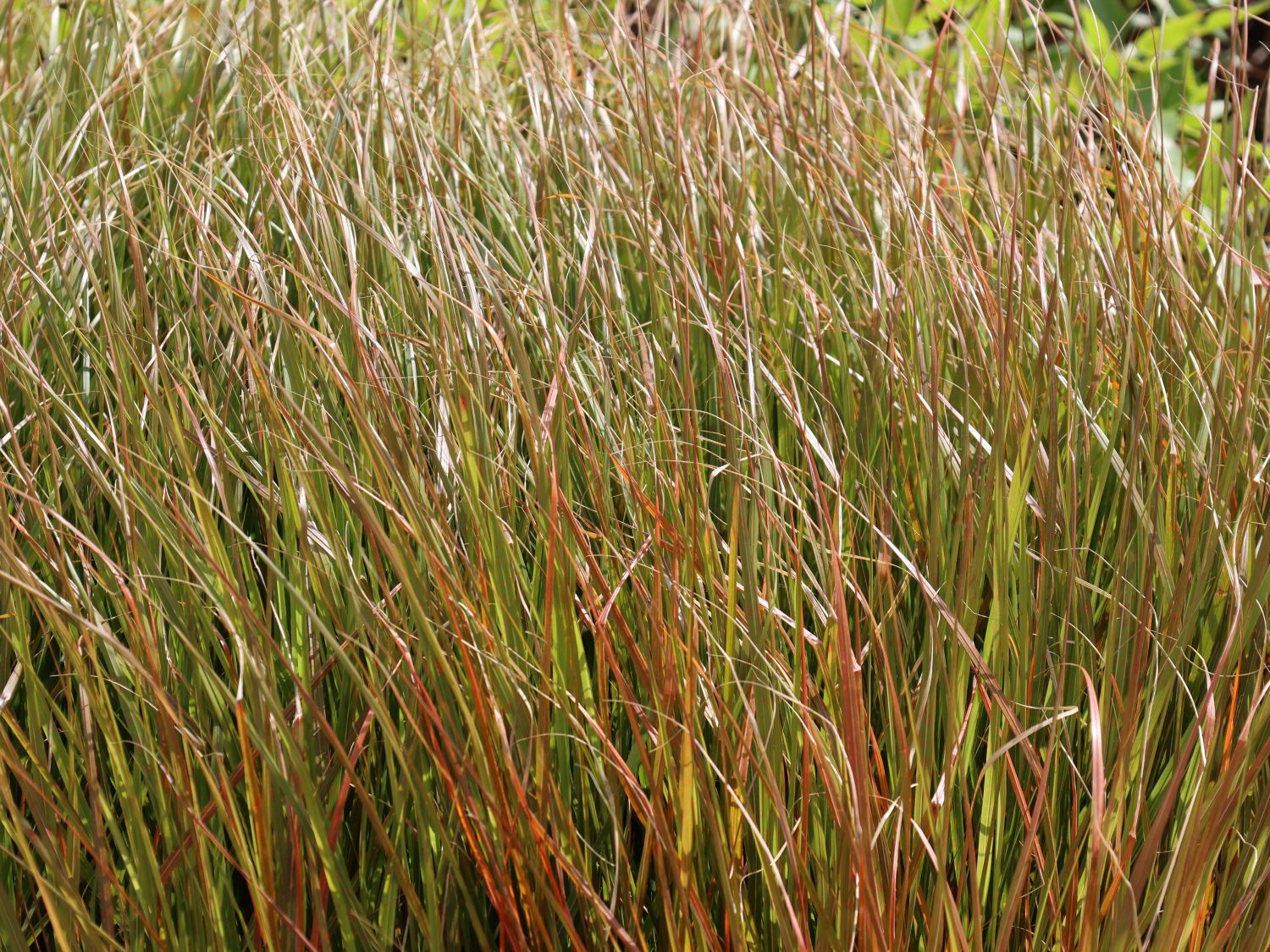 Fasanenschwanzgras 'Sirocco' - Anemanthele lessoniana 'Sirocco'