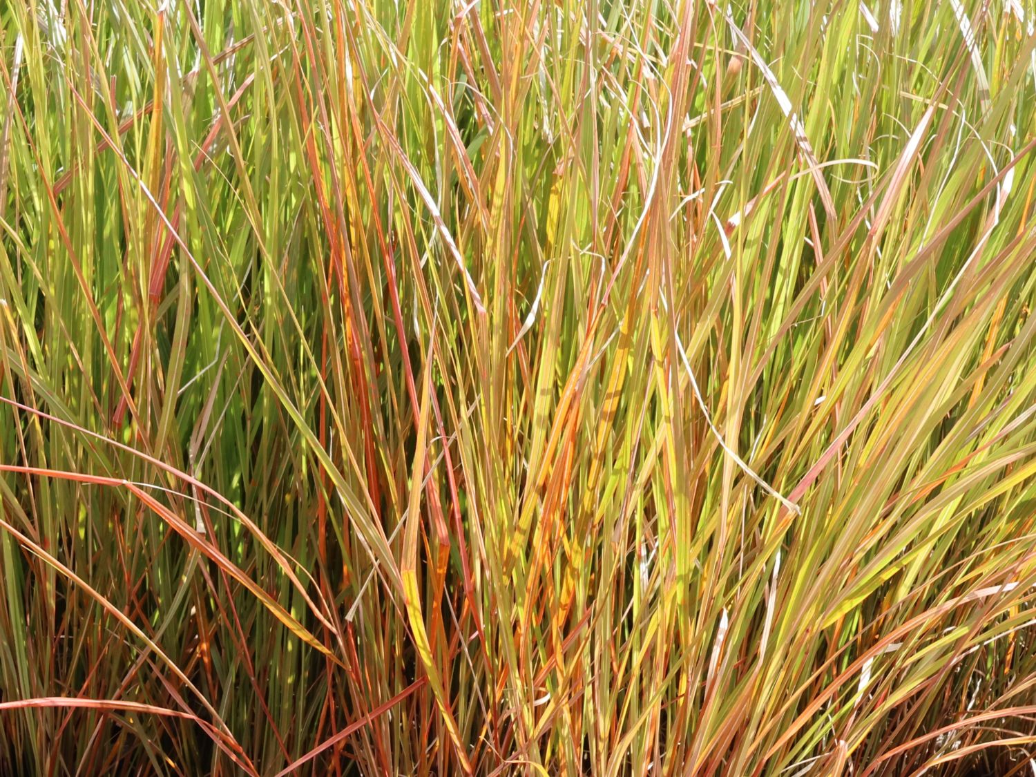 Fasanenschwanzgras 'Sirocco' - Anemanthele lessoniana 'Sirocco'