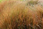 Fasanenschwanzgras 'Sirocco' - Anemanthele lessoniana 'Sirocco'