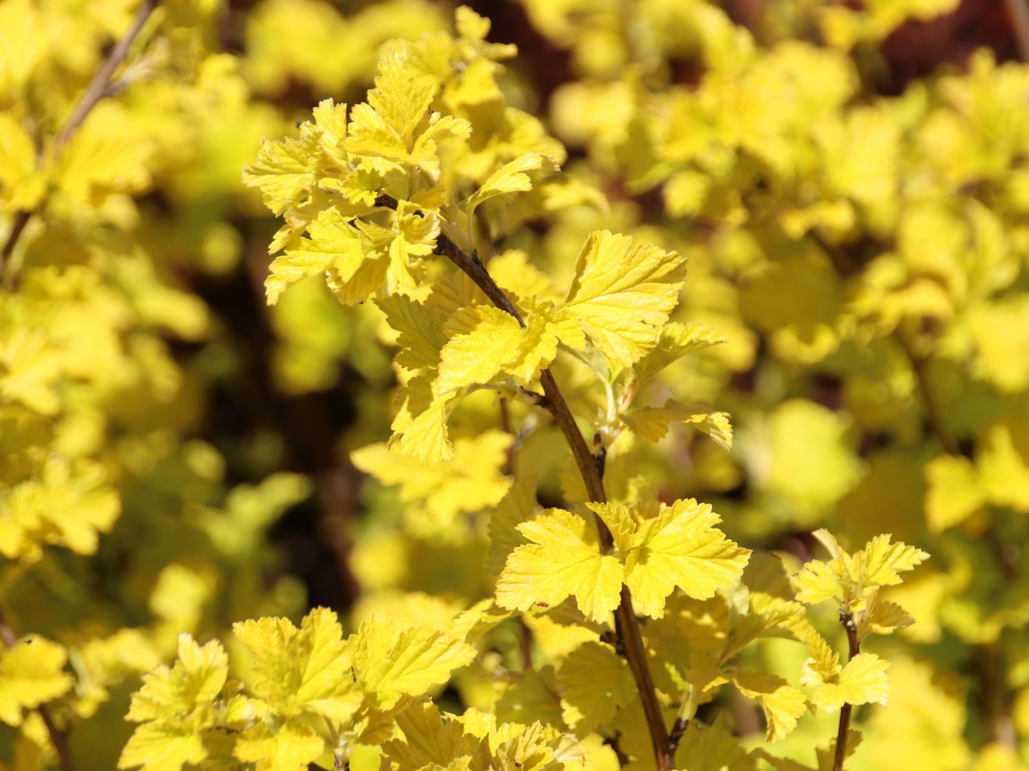 Fasanenspiere / Blasenspiere 'Nugget'