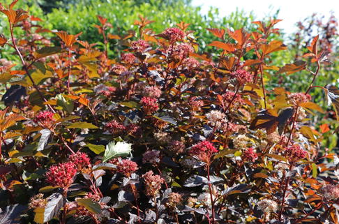 Fasanenspiere 'Diable d'Or' ® - Physocarpus opulifolius 'Diable d'Or' ®