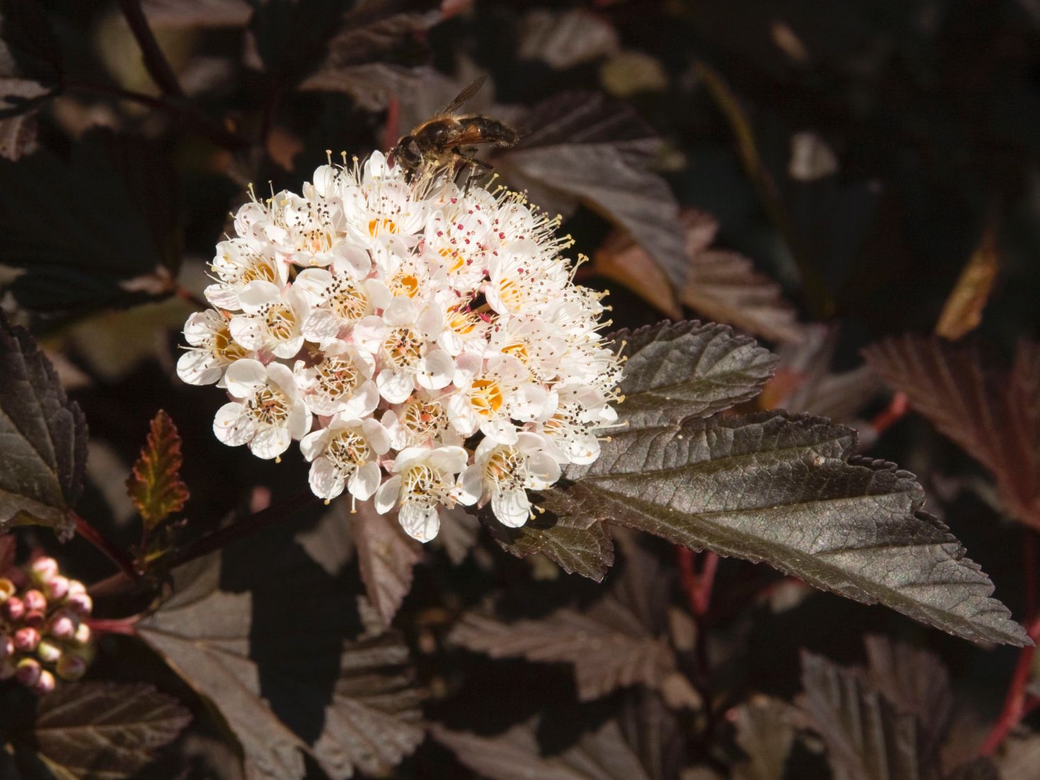 Blasenspieren (Physocarpus)