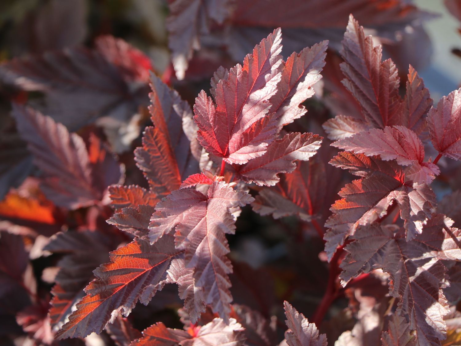 Fasanenspiere 'Little Angel' - Physocarpus opulifolius 'Little Angel'