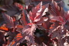 Fasanenspiere 'Little Angel' - Physocarpus opulifolius 'Little Angel'