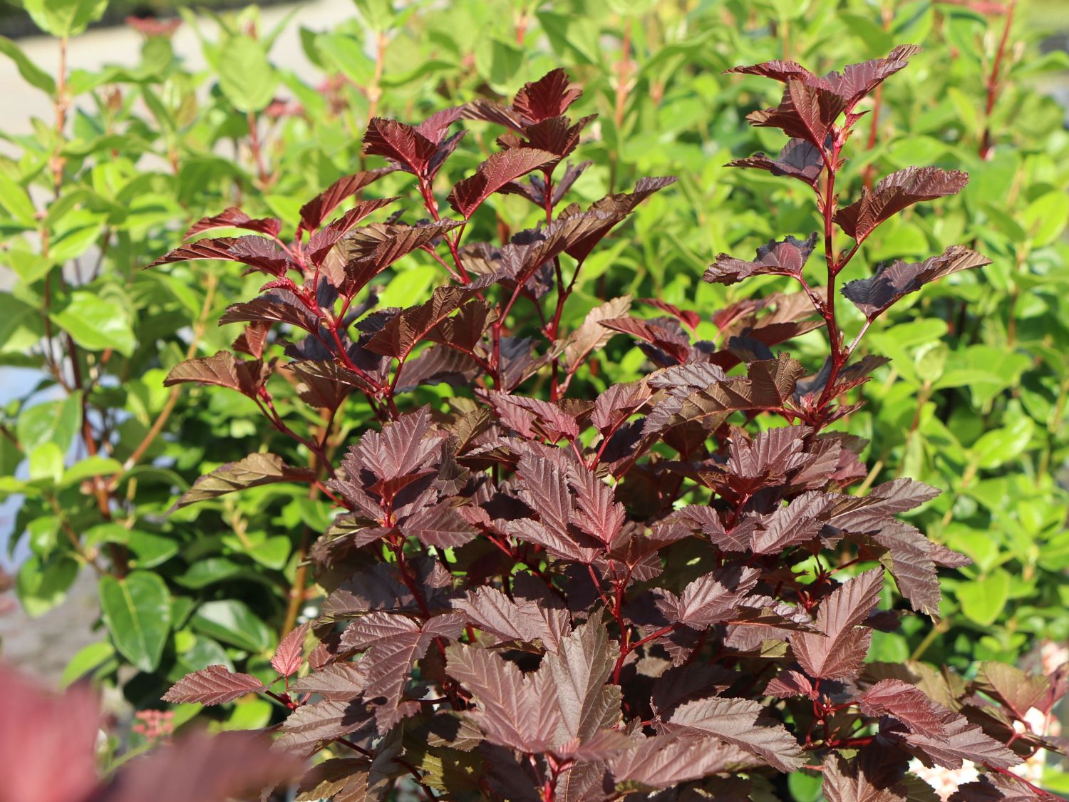 Fasanenspiere 'Little Angel' - Physocarpus opulifolius 'Little Angel'