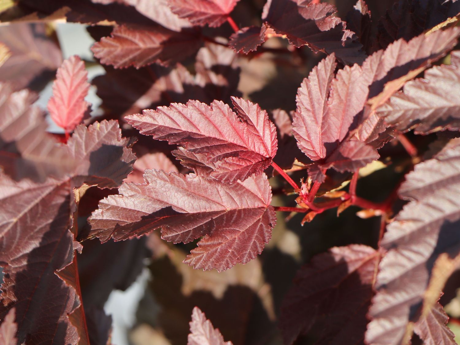 Fasanenspiere 'Little Angel' - Physocarpus opulifolius 'Little Angel'