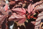 Fasanenspiere 'Little Angel' - Physocarpus opulifolius 'Little Angel'