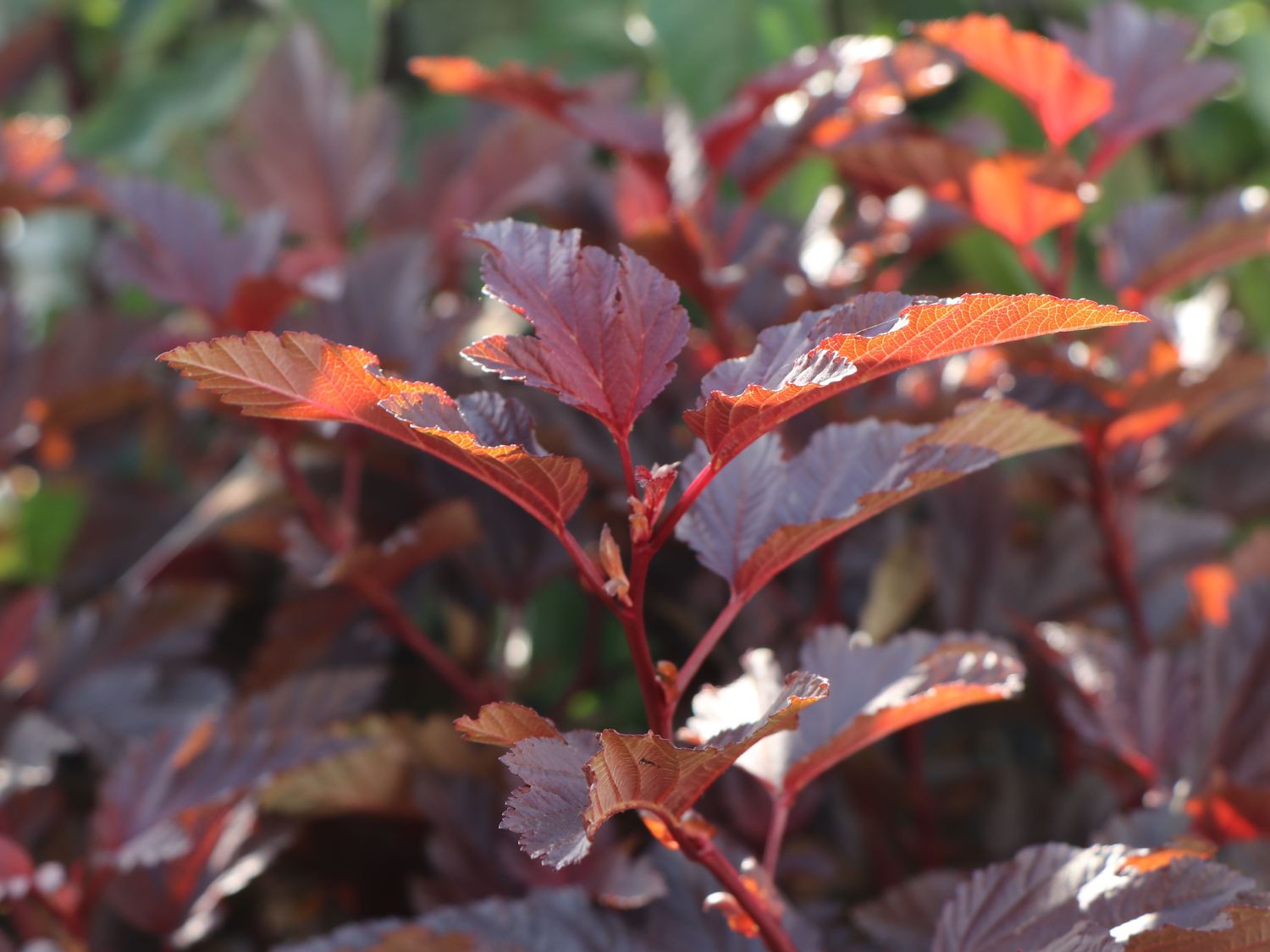 Fasanenspiere 'Little Angel' - Physocarpus opulifolius 'Little Angel'