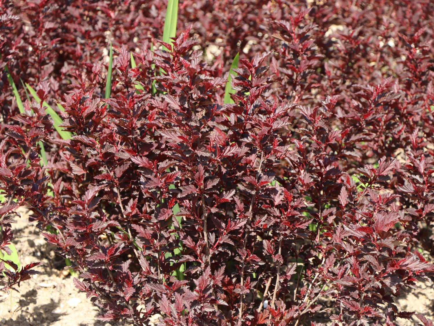 Fasanenspiere 'Little Angel' - Physocarpus opulifolius 'Little Angel'