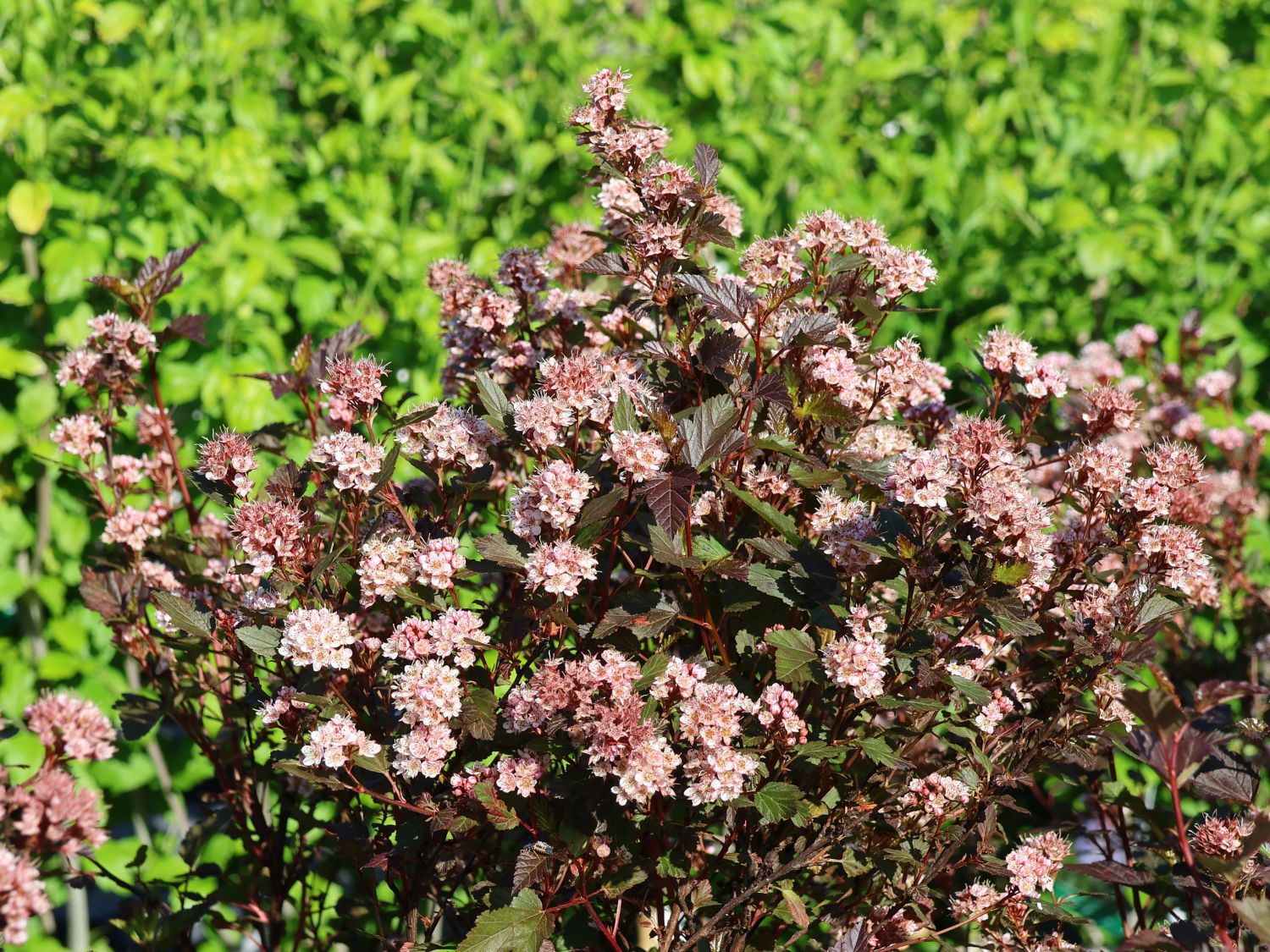 Fasanenspiere 'Little Joker'