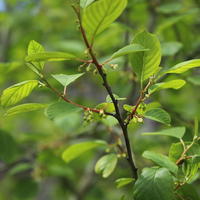 Faulbaum / Pulverholz - Rhamnus frangula