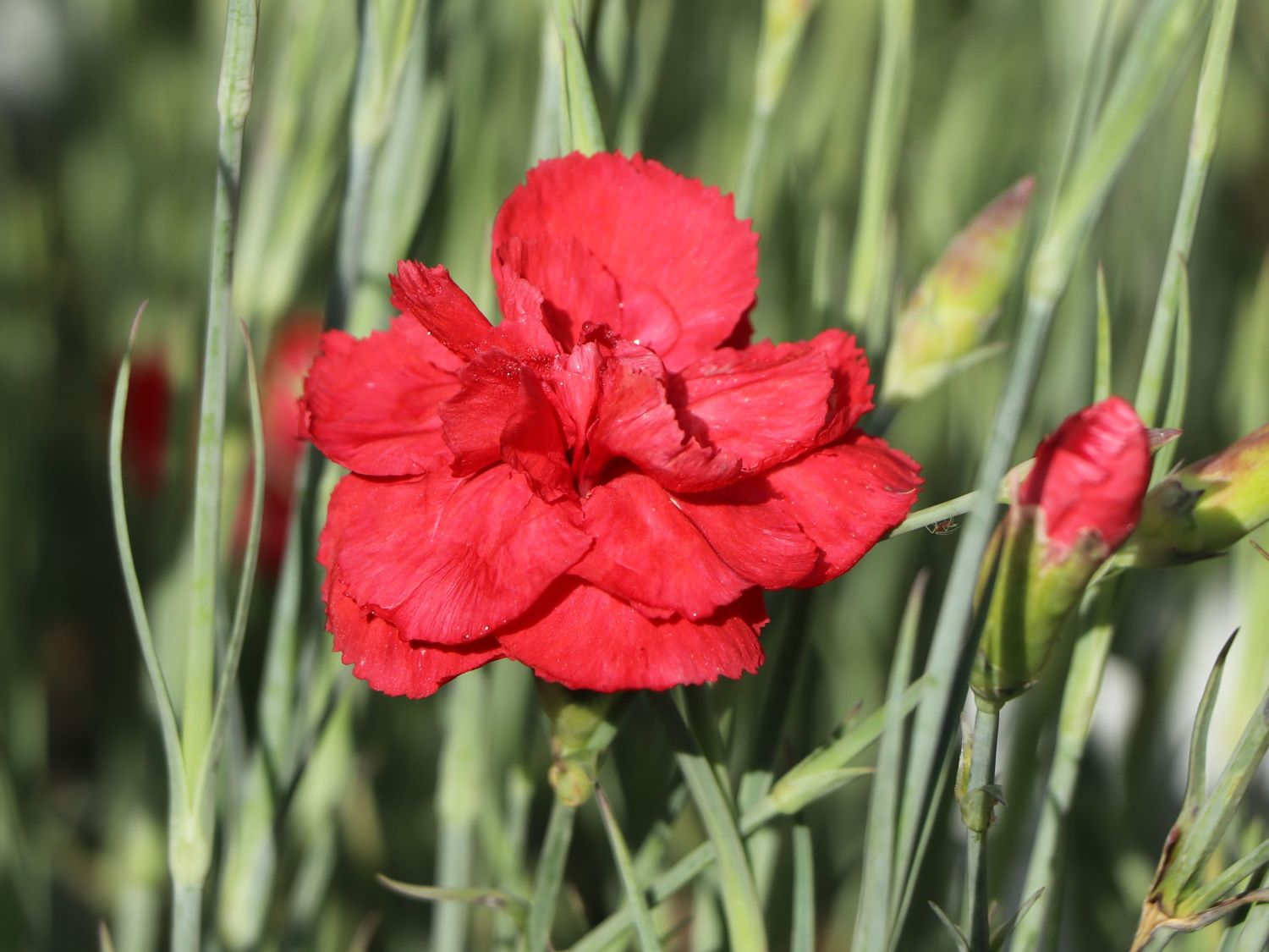 Feder-Nelke 'David' - Dianthus plumarius 'David'