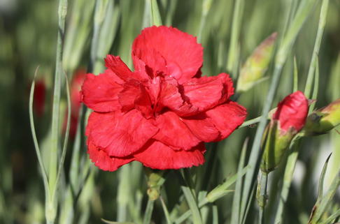 Feder-Nelke 'David' - Dianthus plumarius 'David'