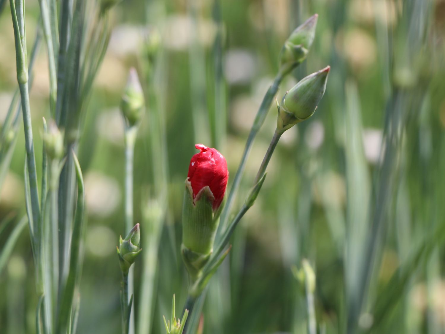 Feder-Nelke 'David' - Dianthus plumarius 'David'
