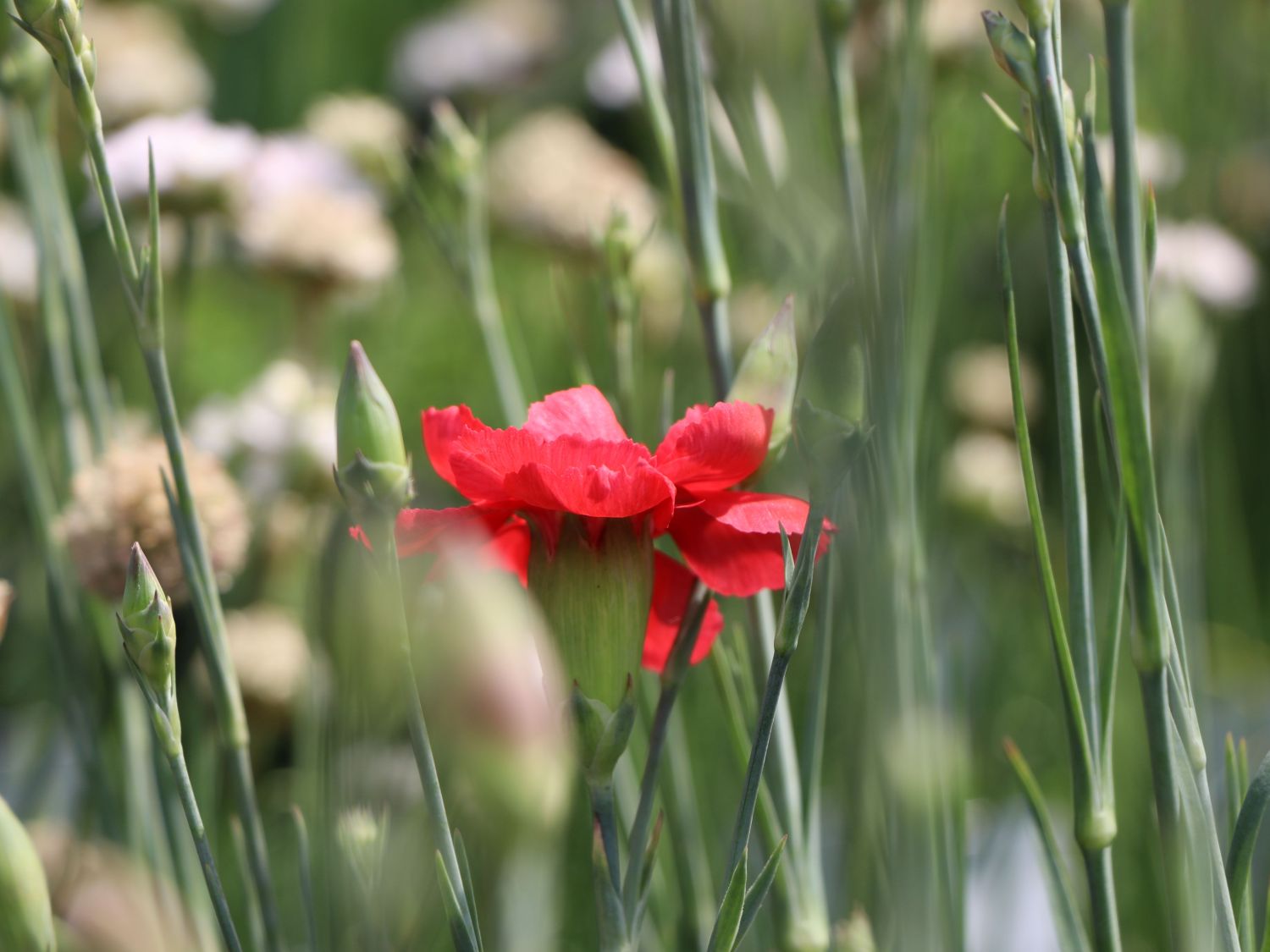Feder-Nelke 'David' - Dianthus plumarius 'David'