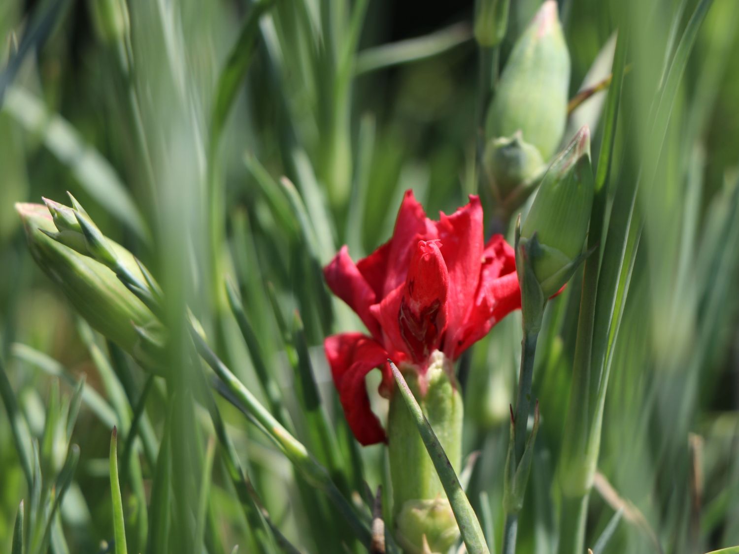 Feder-Nelke 'David' - Dianthus plumarius 'David'