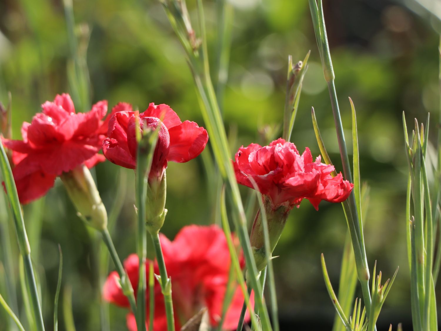 Feder-Nelke 'David' - Dianthus plumarius 'David'