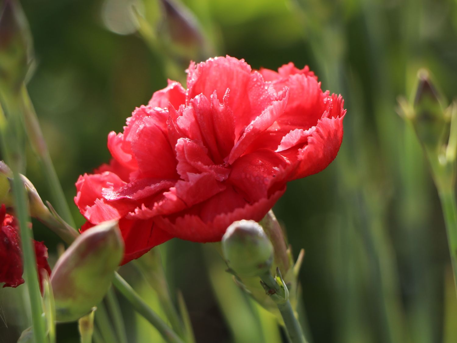 Feder-Nelke 'David' - Dianthus plumarius 'David'