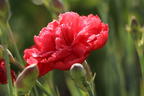 Feder-Nelke 'David' - Dianthus plumarius 'David'
