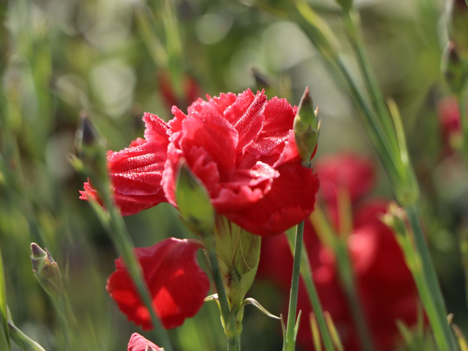 Feder-Nelke 'David' - Dianthus plumarius 'David'