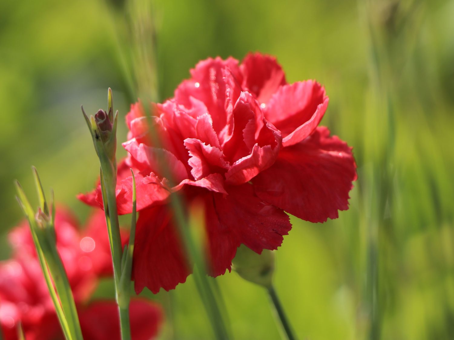 Feder-Nelke 'David' - Dianthus plumarius 'David'