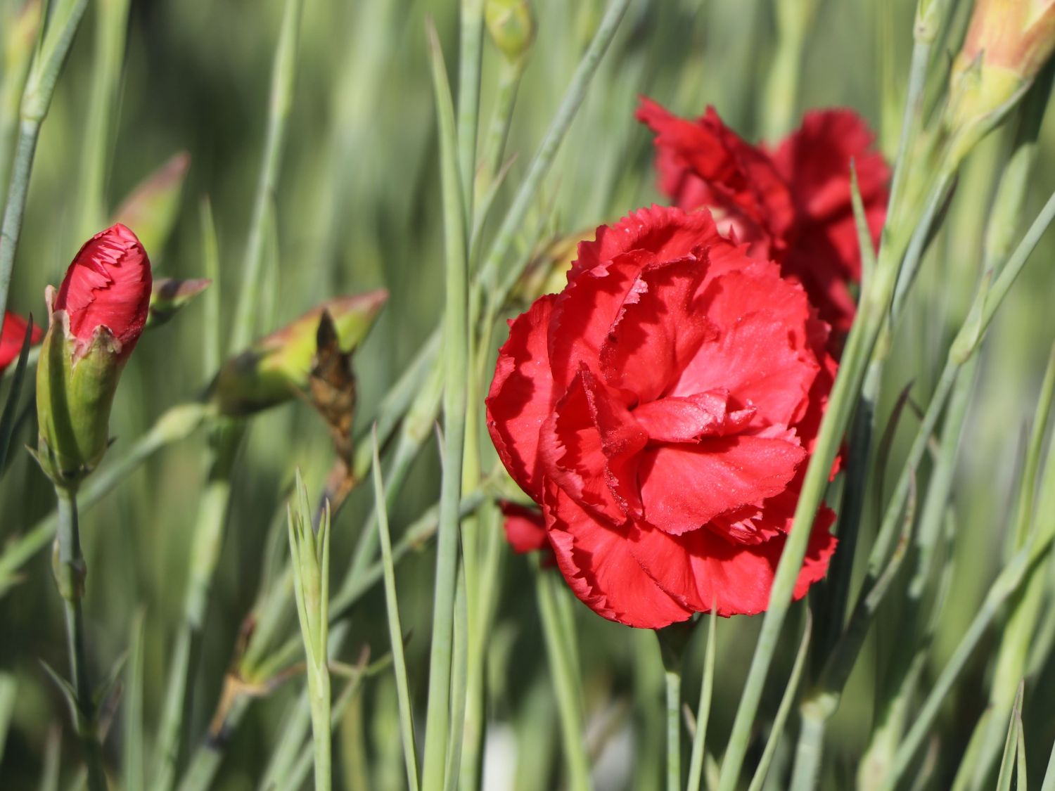 Feder-Nelke 'David' - Dianthus plumarius 'David'