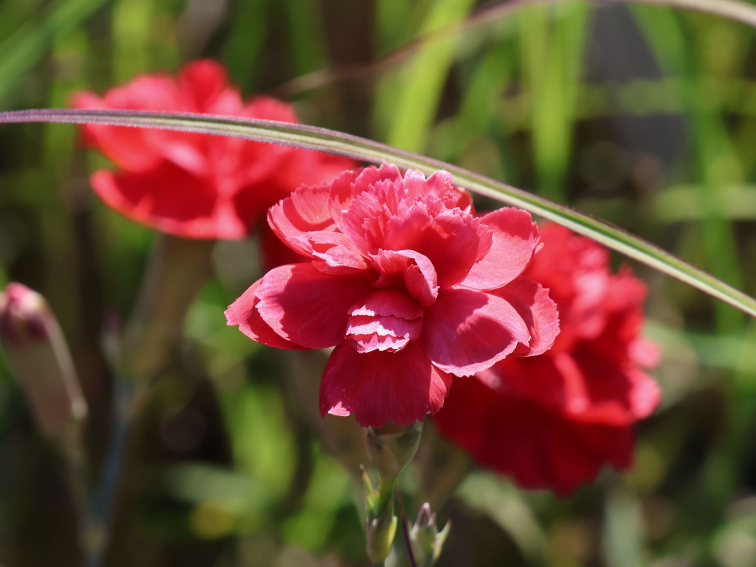 Feder-Nelke 'David' - Dianthus plumarius 'David'