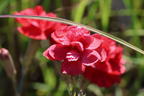 Feder-Nelke 'David' - Dianthus plumarius 'David'