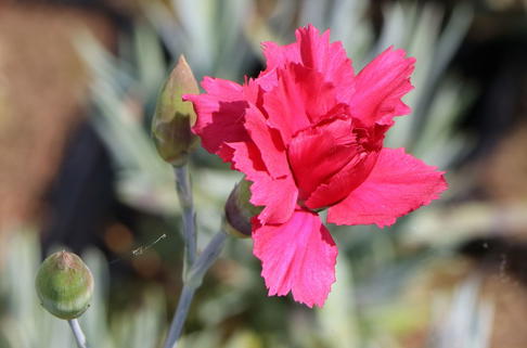 Feder-Nelke 'Heidi' - Dianthus plumarius 'Heidi'
