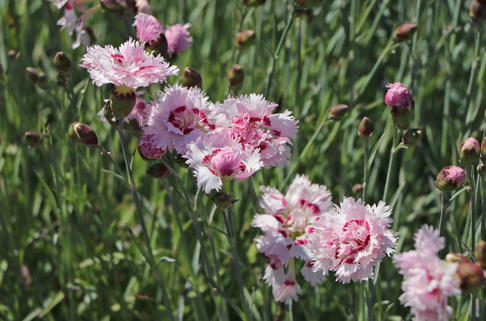 Feder-Nelke 'Ine' - Dianthus plumarius 'Ine'