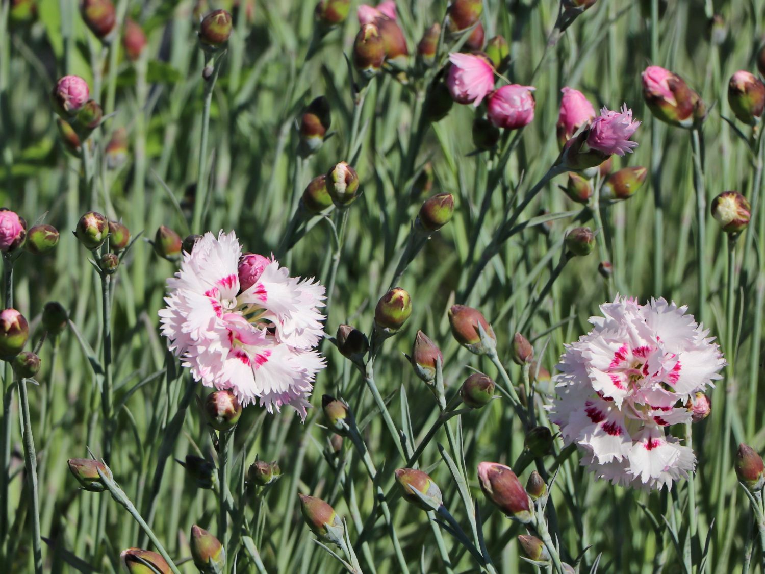 FederNelke 'Ine' Schönstes StaudenSortiment & Expertenwissen