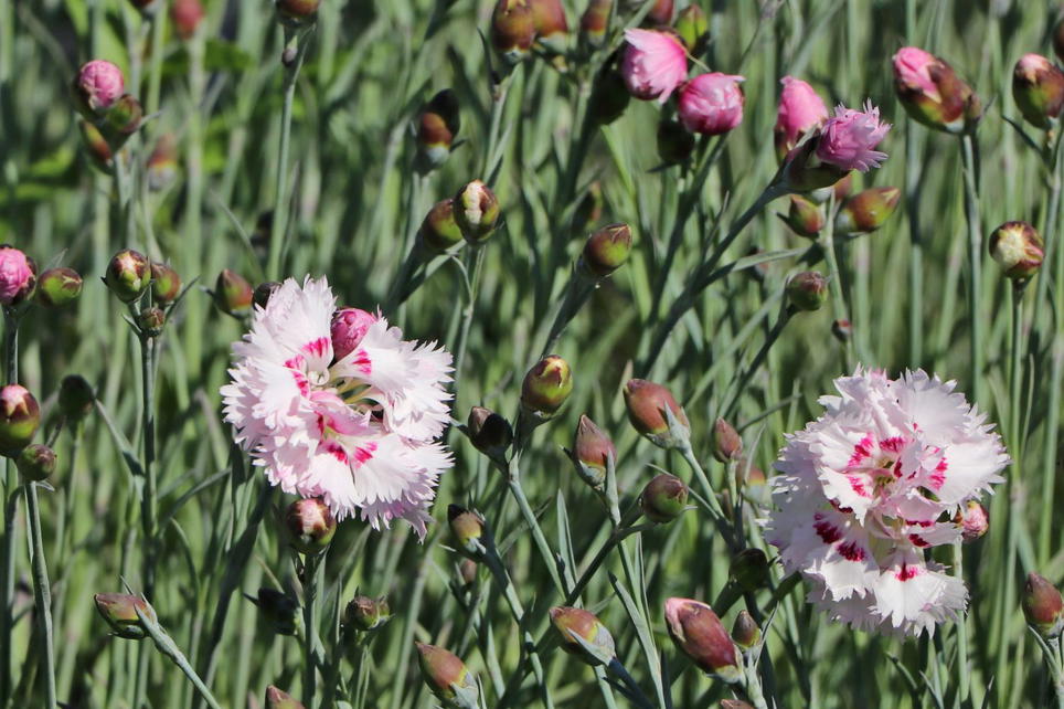 FederNelke 'Ine' Schönstes StaudenSortiment & Expertenwissen