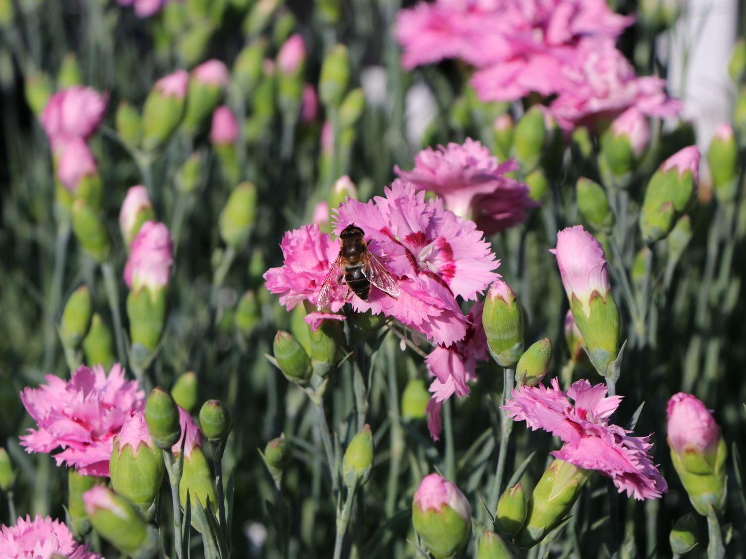 Feder-Nelke 'Maggie'