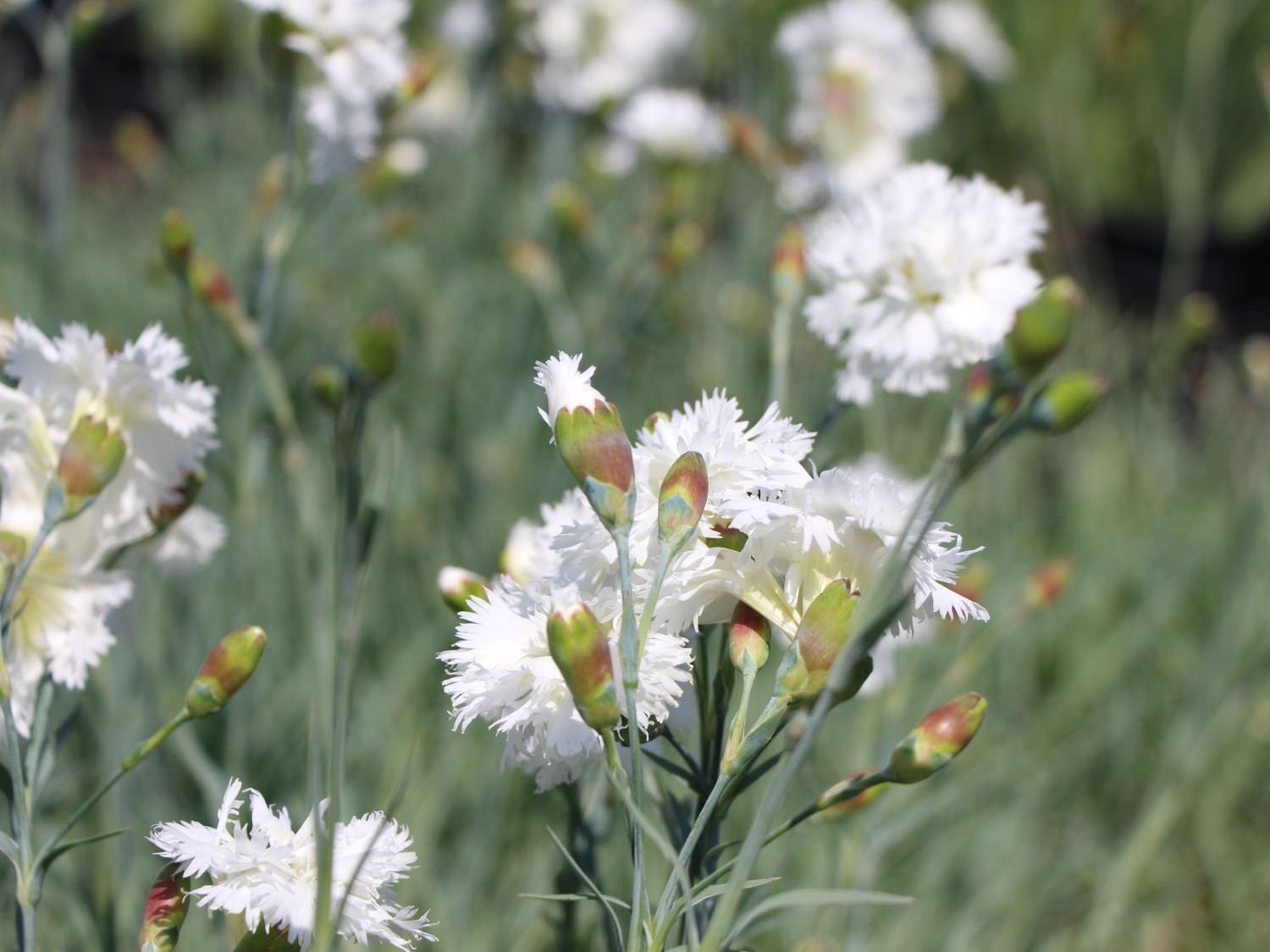Feder-Nelke 'Maischnee'