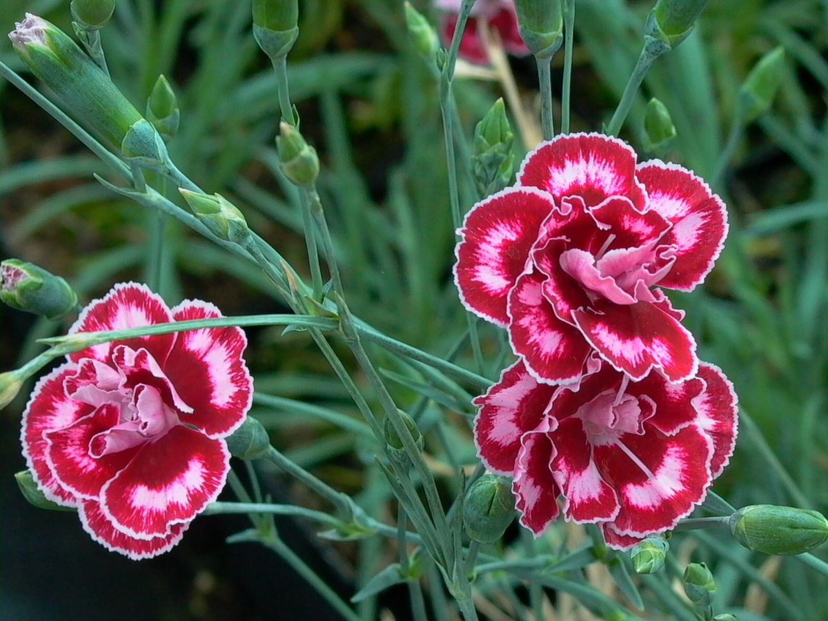 Nelkenartige (Caryophyllales)