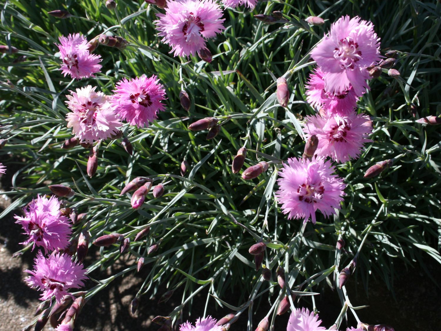 Feder-Nelke 'Roseus' - Dianthus plumarius 'Roseus'