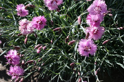 Feder-Nelke 'Roseus' - Dianthus plumarius 'Roseus'