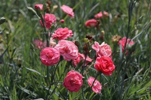 Feder-Nelke 'Soft Red' - Dianthus plumarius 'Soft Red'