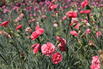 Feder-Nelke 'Soft Red' - Dianthus plumarius 'Soft Red'