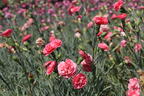 Feder-Nelke 'Soft Red' - Dianthus plumarius 'Soft Red'