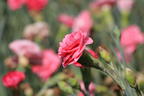Feder-Nelke 'Soft Red' - Dianthus plumarius 'Soft Red'