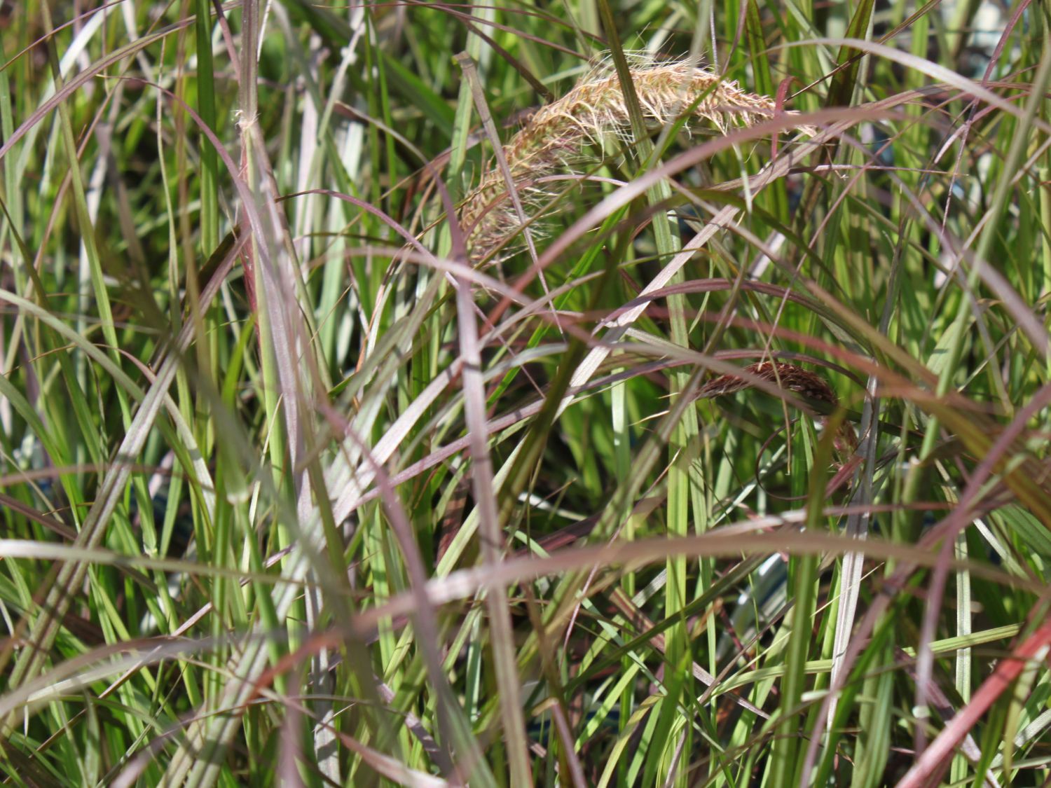 Federborstengras 'Dwarf Rubrum'