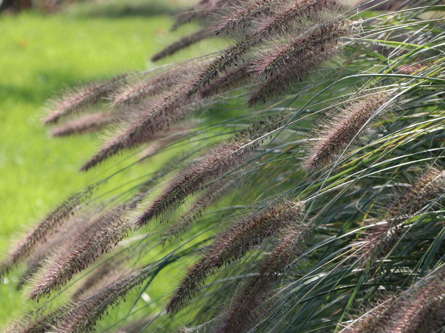 Federborstengras 'Red Head' - Pennisetum alopecuroides 'Red Head'