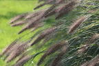 Federborstengras 'Red Head' - Pennisetum alopecuroides 'Red Head'