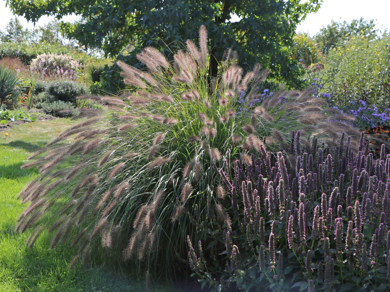 Federborstengras 'Red Head' - Pennisetum alopecuroides 'Red Head'
