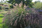 Federborstengras 'Red Head' - Pennisetum alopecuroides 'Red Head'