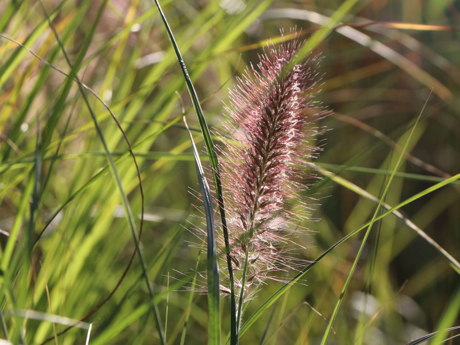 Federborstengras 'Red Head' - Pennisetum alopecuroides 'Red Head'