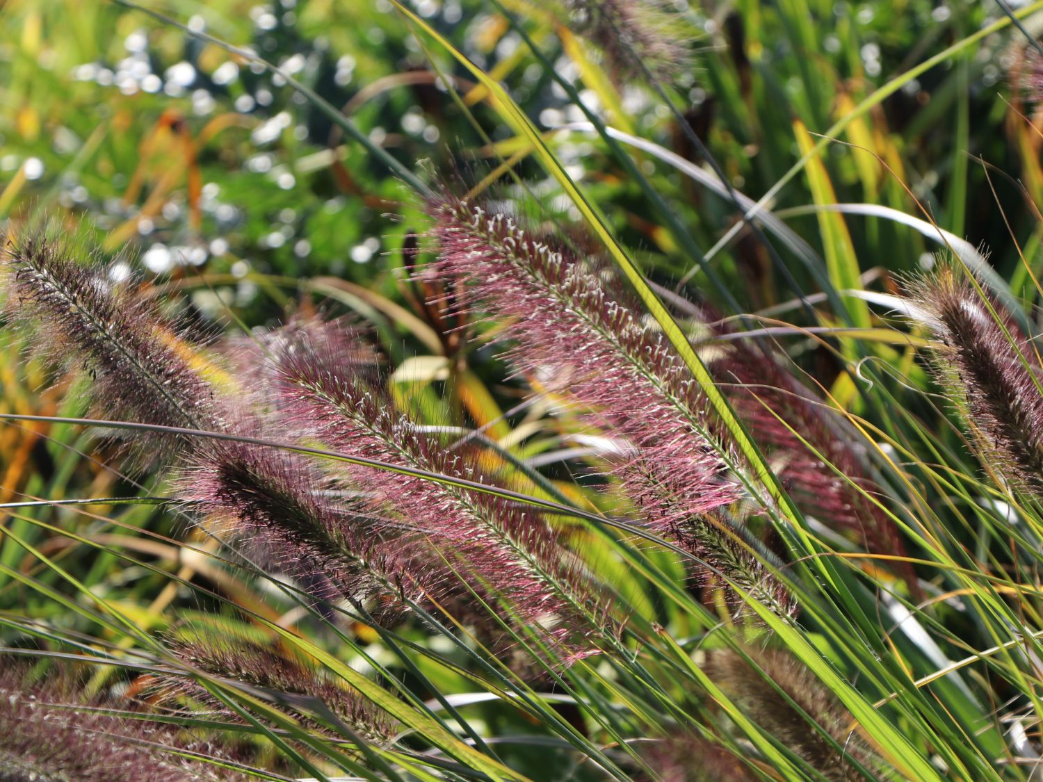 Federborstengras 'Red Head' - Pennisetum alopecuroides 'Red Head'
