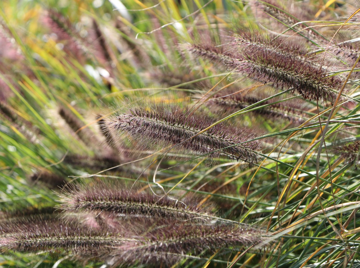 Federborstengras 'Red Head' - Pennisetum alopecuroides 'Red Head'